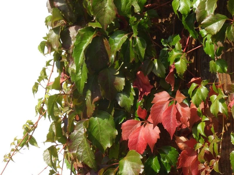 Virginia creeper growing on a fence