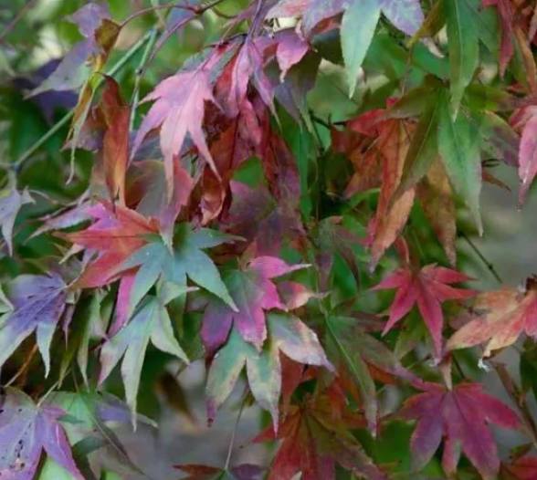 Acer palmatum