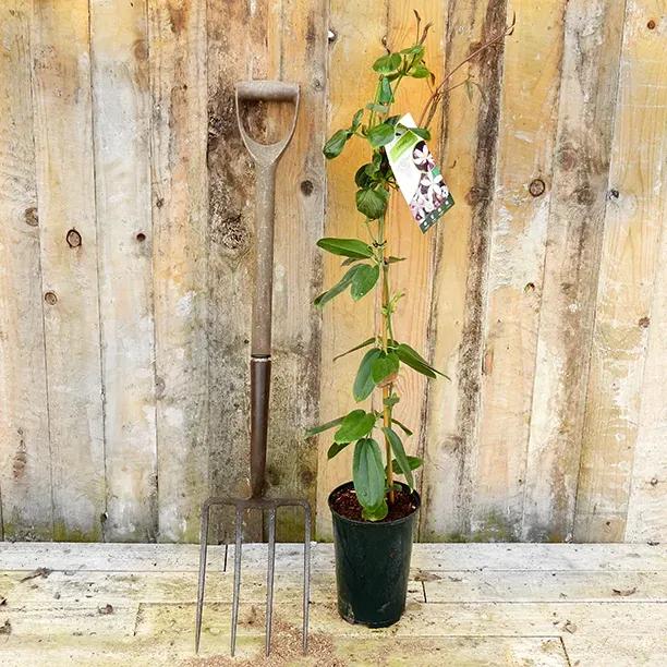 Potted 'Apple Blossom' Clematis Plant