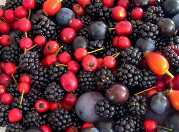 Fruits from a country hedgerow