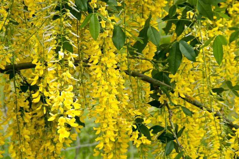 Laburnum x wateri Vossii 'Golden Rain'