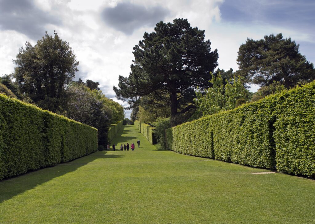hedges and trees for sale