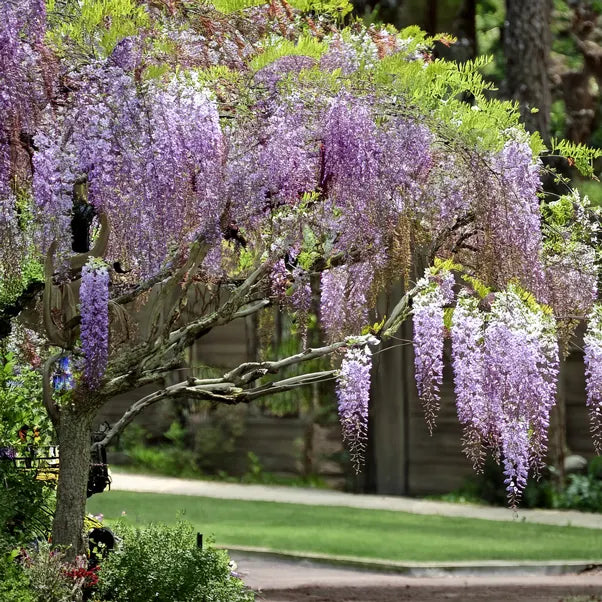 Standard wisteria tree in full flower in a garden