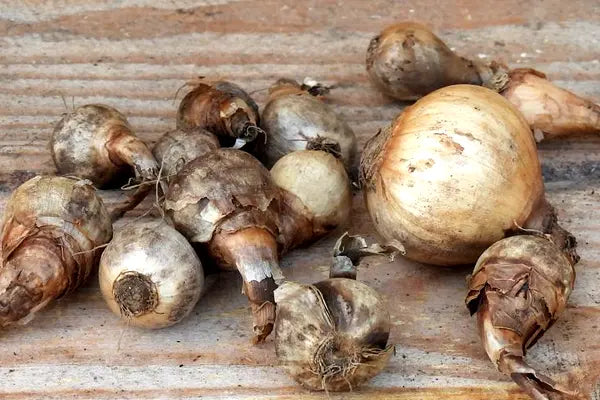 Wild dry daffodil bulbs
