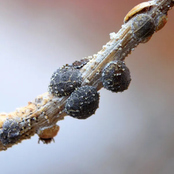 Wisteria scale insects.
