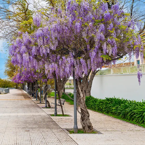 Wisteria plant trained to grow up lamp post to create the look of a tree