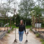 Bareroot standard tree compared to tree sapling