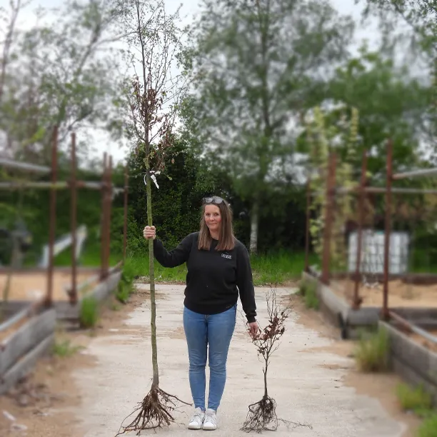 Bareroot standard tree compared to tree sapling