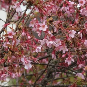 cherry blossom flowers on tree