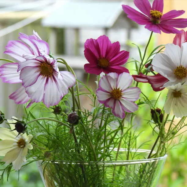 Cut cosmos flowers in a vase