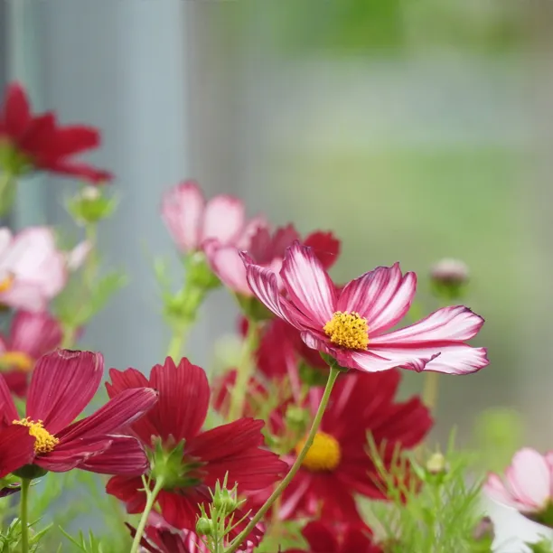 Close up of red and white cosmos flowers