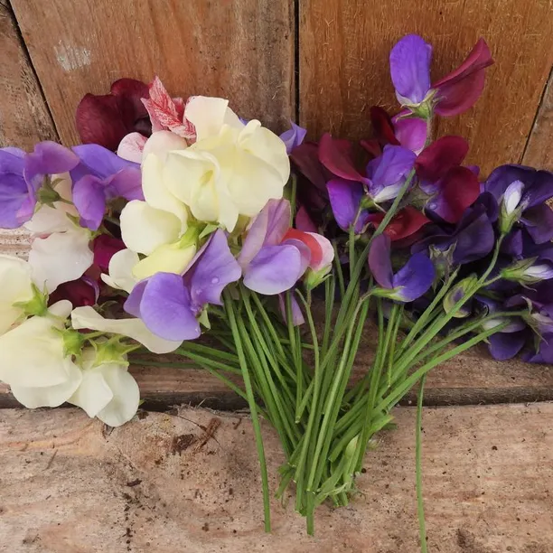 Bunch of cut sweet pea flowers