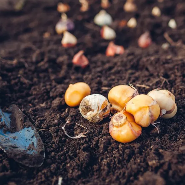 Dry allium bulbs ready for autumn planting