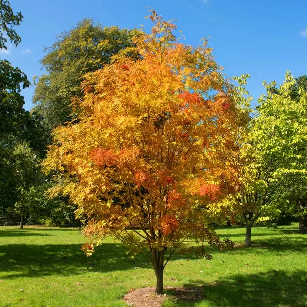 Small rowan tree