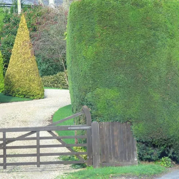 Evergreen hedging beside a drive