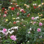 Lots of flowering rose varieties