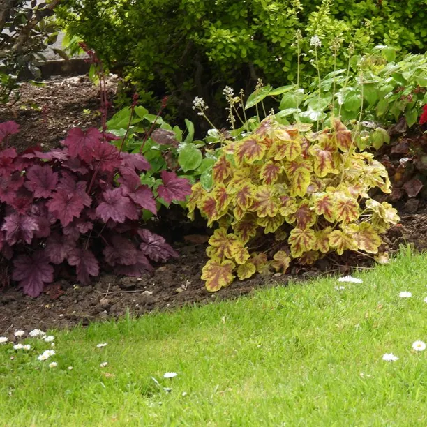 Heuchera Plants in a Shrub border