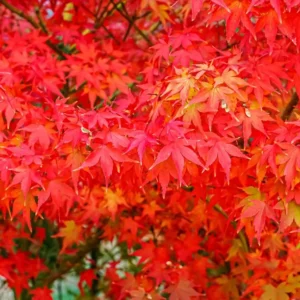 Japanese Maple Leaves