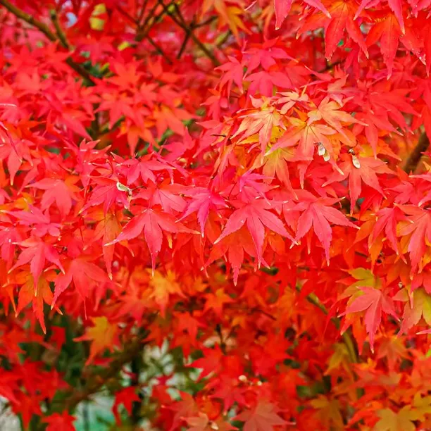 Japanese Maple Leaves