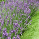 Lavender hedge