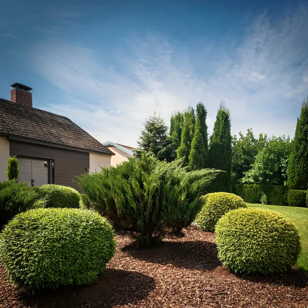 Low maintenance shrubs