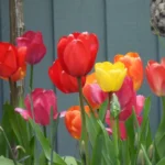 Mixed of different coloured tulips