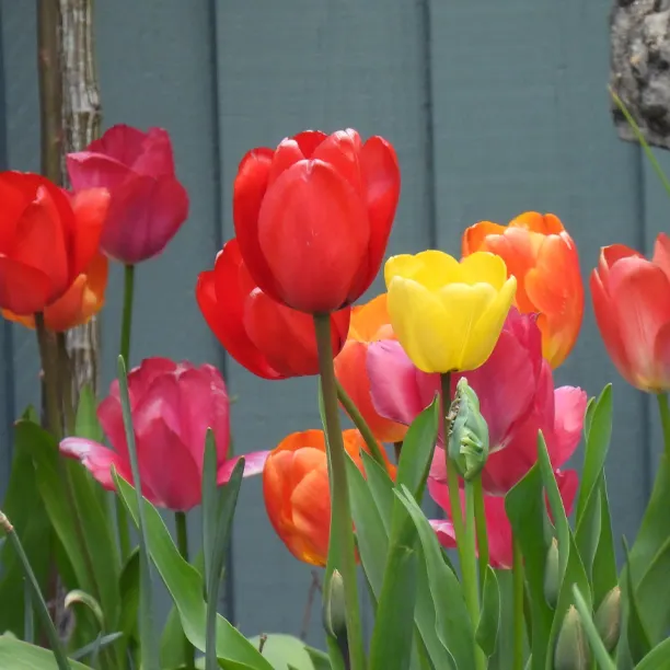 Mixed of different coloured tulips