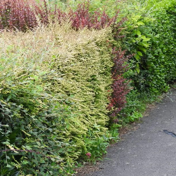 Mature hedge with a mixture of varieties