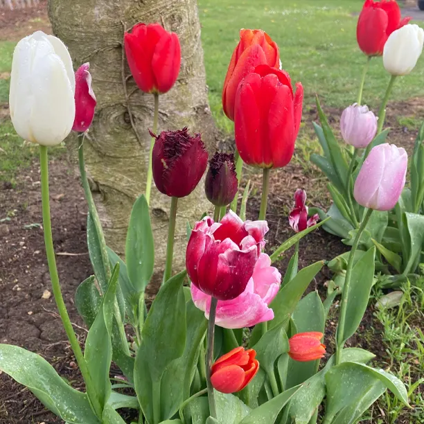 Mixed Tulip Bulbs