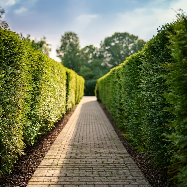 Neat evergreen hedge with pathway