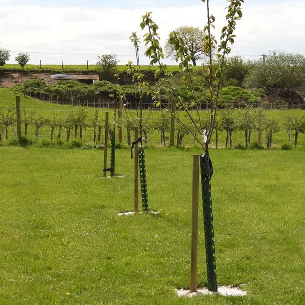Three newly planted fruit trees with tree stakes and tree guards