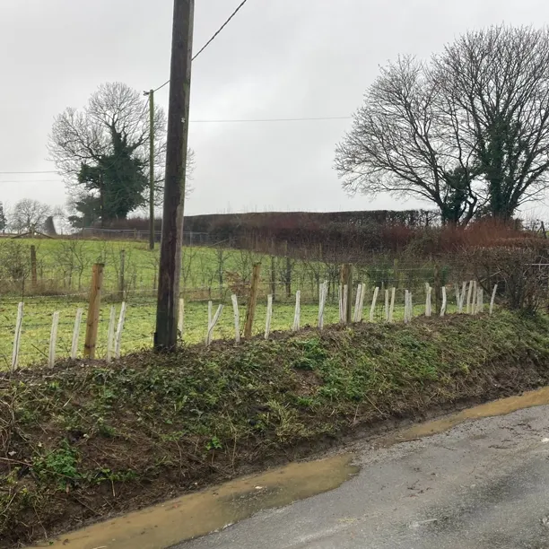 Newly planted hedge on a field bank along side of a country road