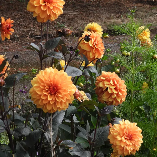 David Howard orange dahlia flowers