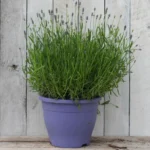 Potted Lavender