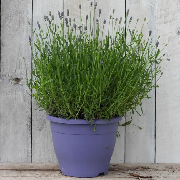 Potted Lavender