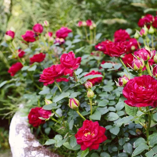 Red roses in a pot