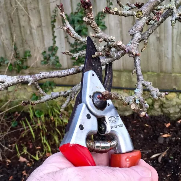 Close up of secateurs pruning the branch of a fruit tree