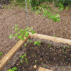 Raspberries planted in a raised bed