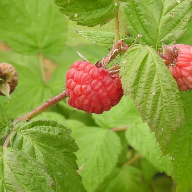 Raspberry Fruit