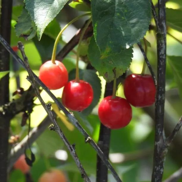 Red cherries on tree