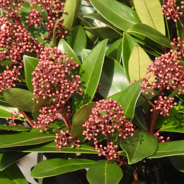 Shrub with pink flowers