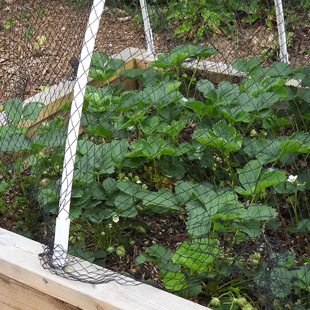 Strawberry Bed under netting for protection from birds