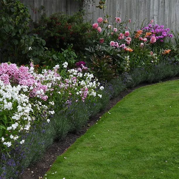 Summer border with dahlias, lavender and perennials