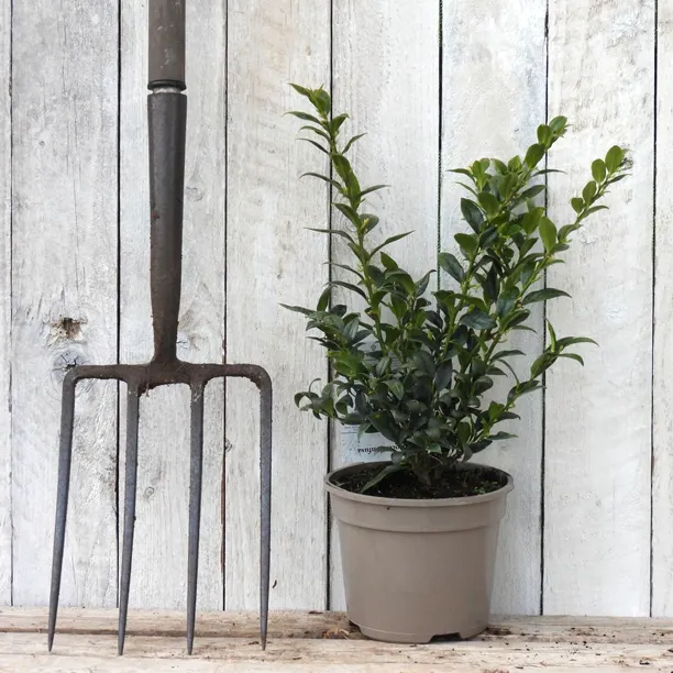 Sweet Box Evergreen Shrub