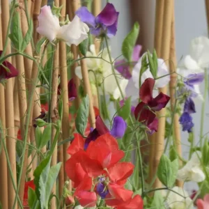 Sweet pea plants growing up bamboo canes