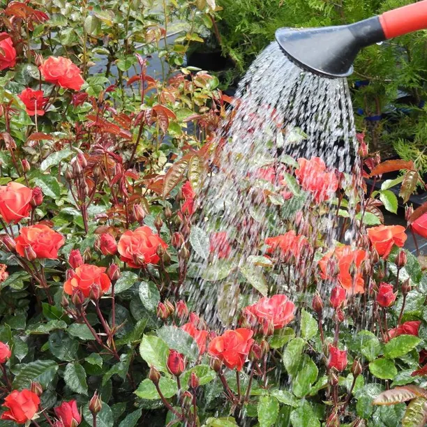 Watering red roses with a watering can