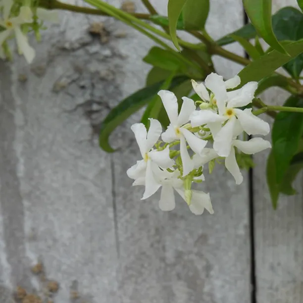 Close up of white jasmine flower against fence