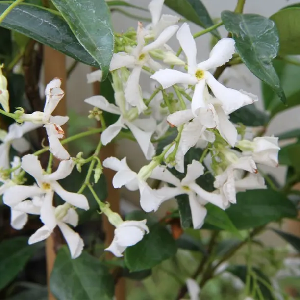 White Star jasmine flowers