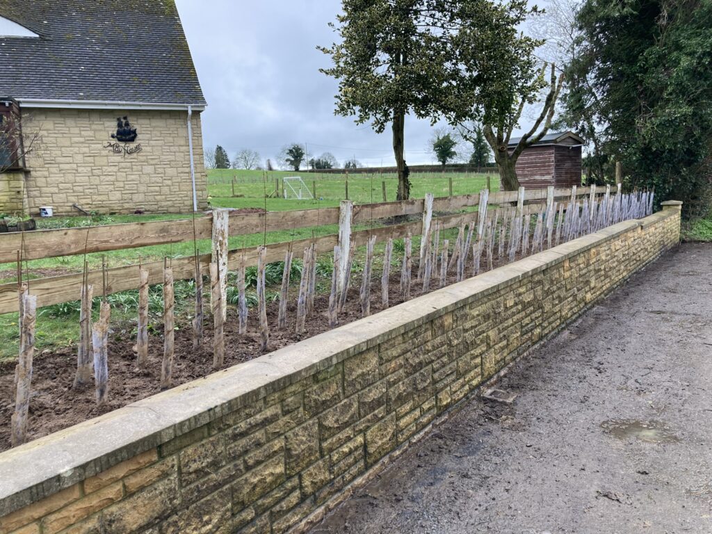 Bareroot Privet Hedge that looks like twigs sticking our the ground