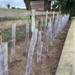Bareroot Hedging